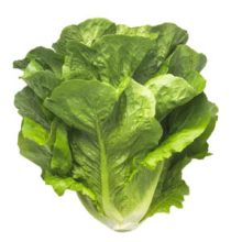 Lattuga Romana